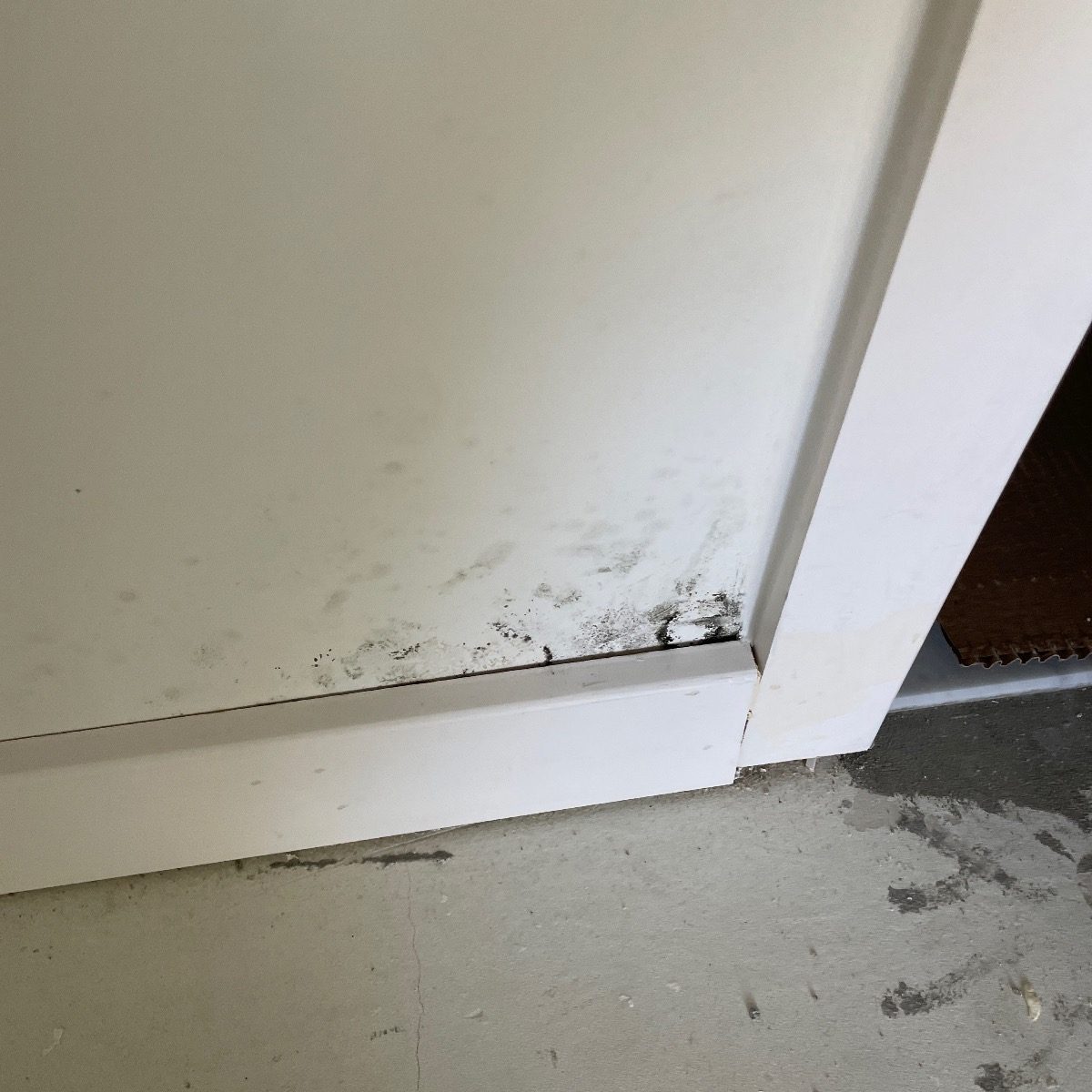 Mold growth along a baseboard and the bottom of a drywall partition