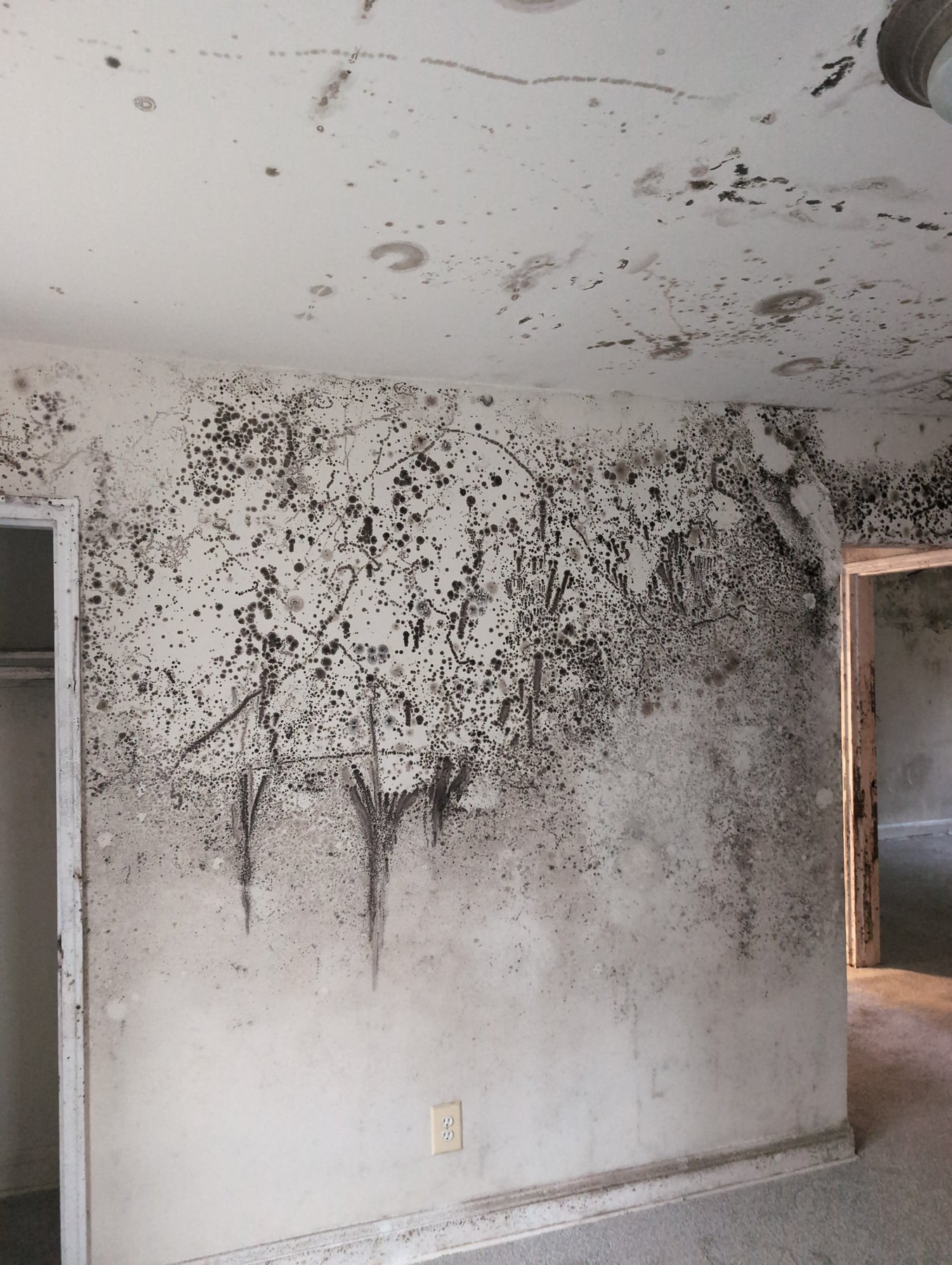 Heavy mold growth covering the walls of a vacant apartment unit before remediation, documented during a multifamily mold inspection